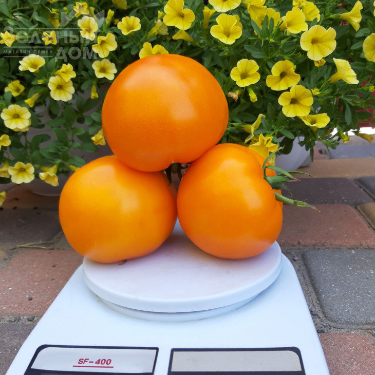 Батур F1 / Batur F1, 65-70 днів фото 3