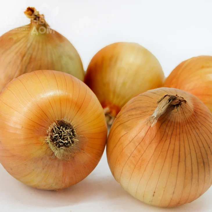 Шеба F1 / Sheba F1 фото 1