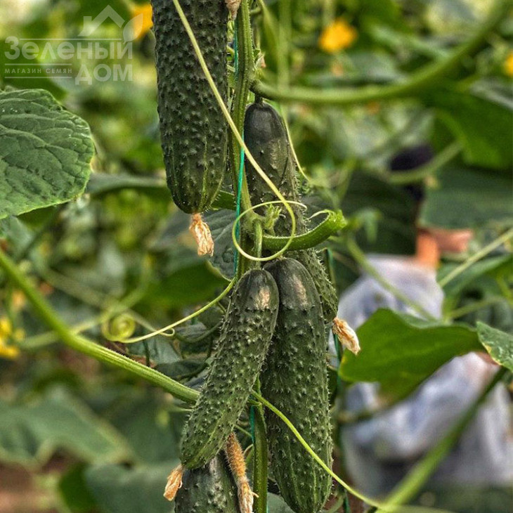 Баде F1 / Bade F1 фото 2