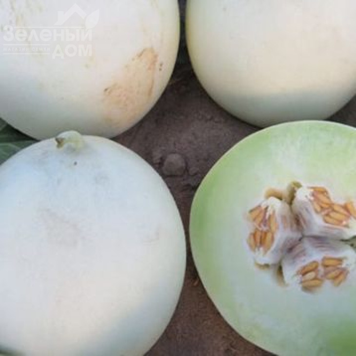 Анук (INX 1063) F1 / Anuk (INX 1063) F1,80-82 днів фото 1