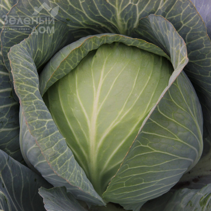 Супермаркет F1 / Supermarket F1,110-120 днів фото 1