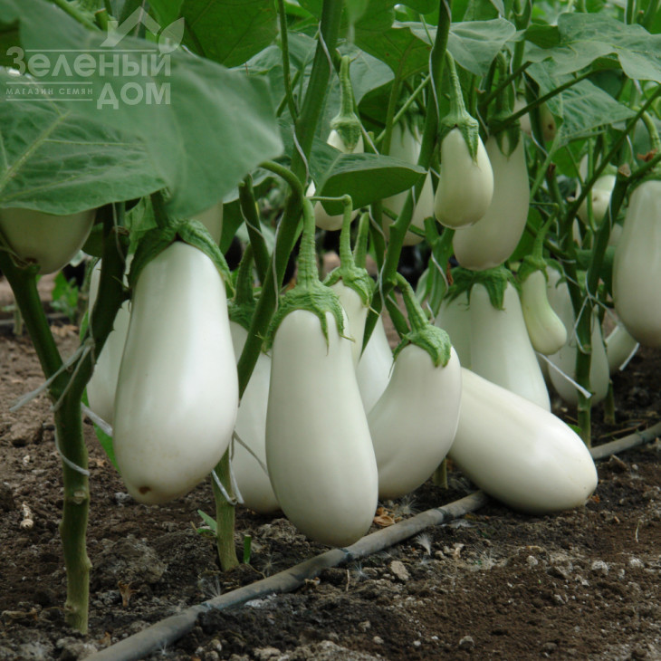 Бібо F1 / Bibo F1,50-55 днів фото 3