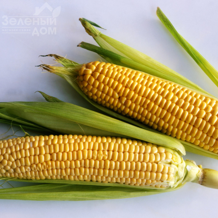 Ноа F1 (SH2) / Noa F1 (SH2), 72-73 дні фото 1