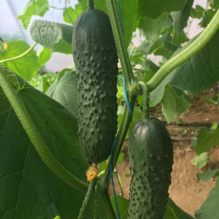 Бйорн F1 / Bjorn F1,42-45 дней фото 5