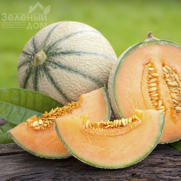 Портенто F1 / Portento F1 фото 1