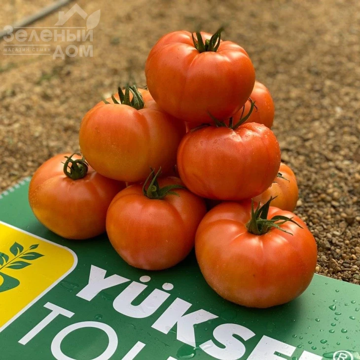 Пинк Хит F1 / Pink Hit F1 фото 4