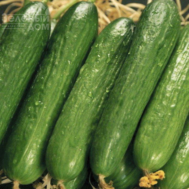 Салім F1 / Salim F1,45 днів фото 1