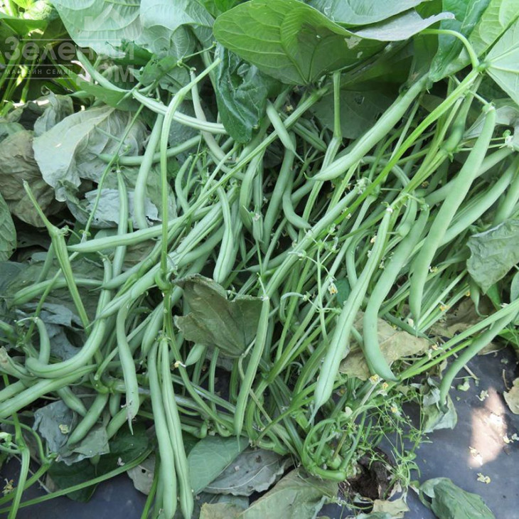 Вера / Vera, 50-55 днів фото 2