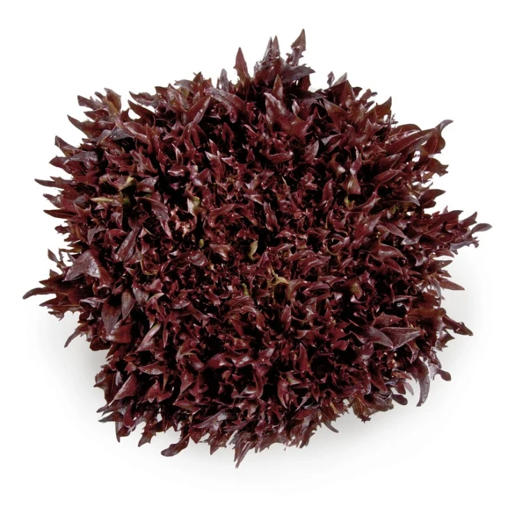 Винтекс / Wintex фото 1