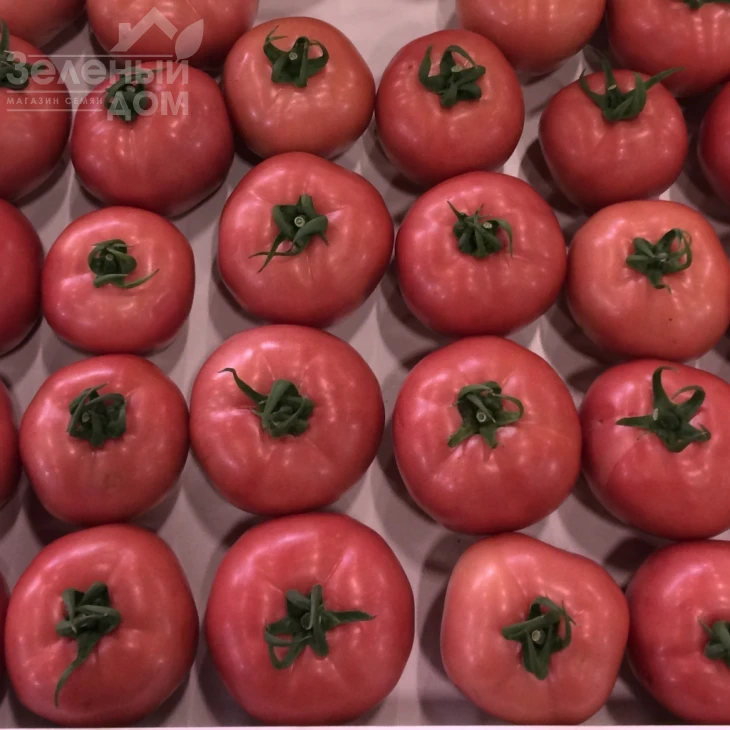 Динеро 082 F1 / Dinero 082 F1 фото 3