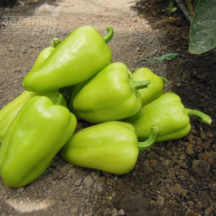 Амаретта F1 / Amaretta F1 фото 1