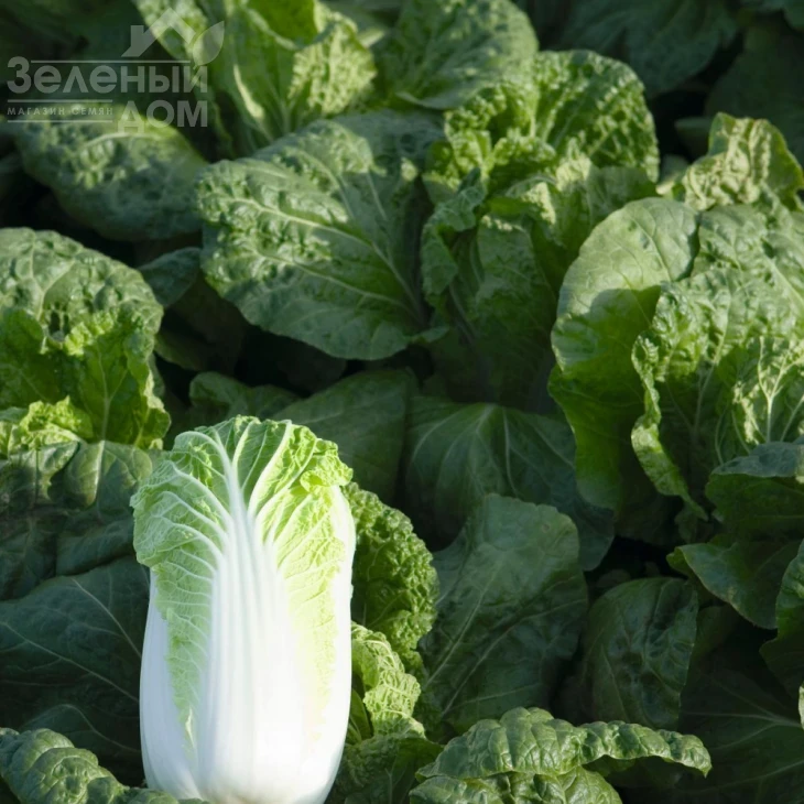 Билко F1 / Bilko F1,67-72 дня фото 1