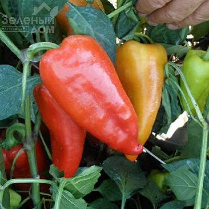 Острі F1 / Ostri F1,55-65 днів фото 1