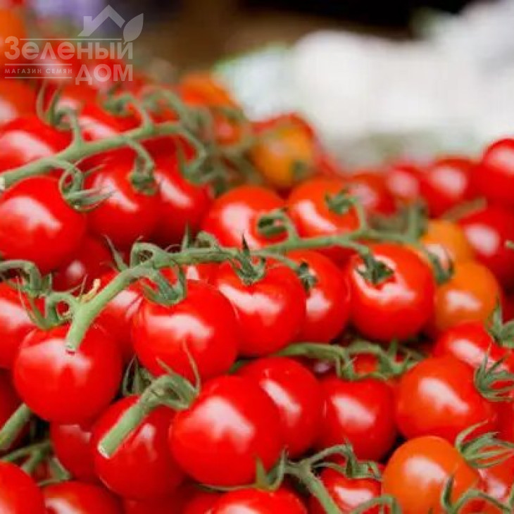 Іділ / Idil фото 1