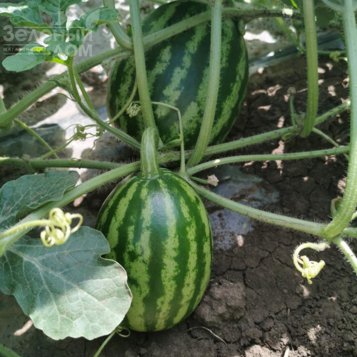 АУ Продюсер / AU Producer,75 днів фото 2