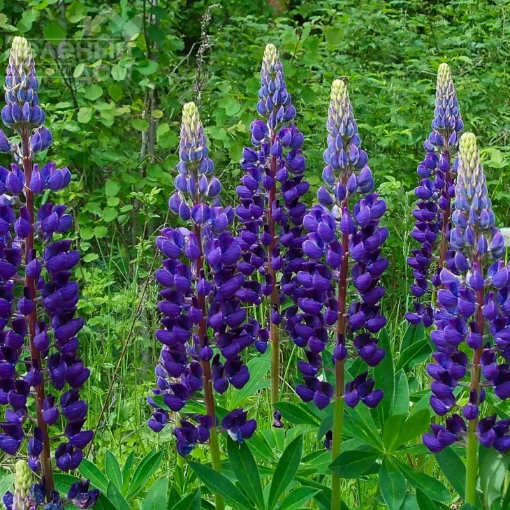Люпин / Lupin фото 3