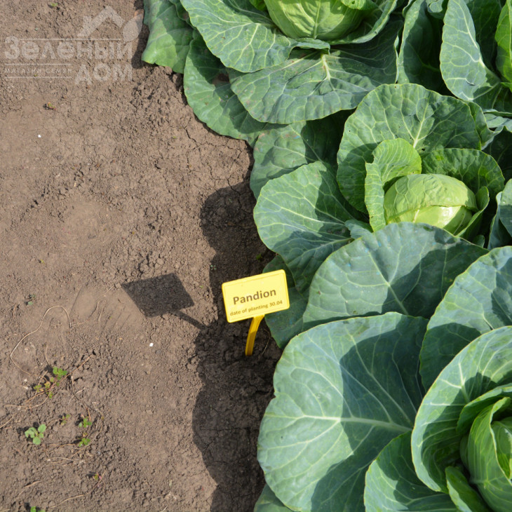 Пандіон F1 / Pandion F1,48-53 дні фото 4