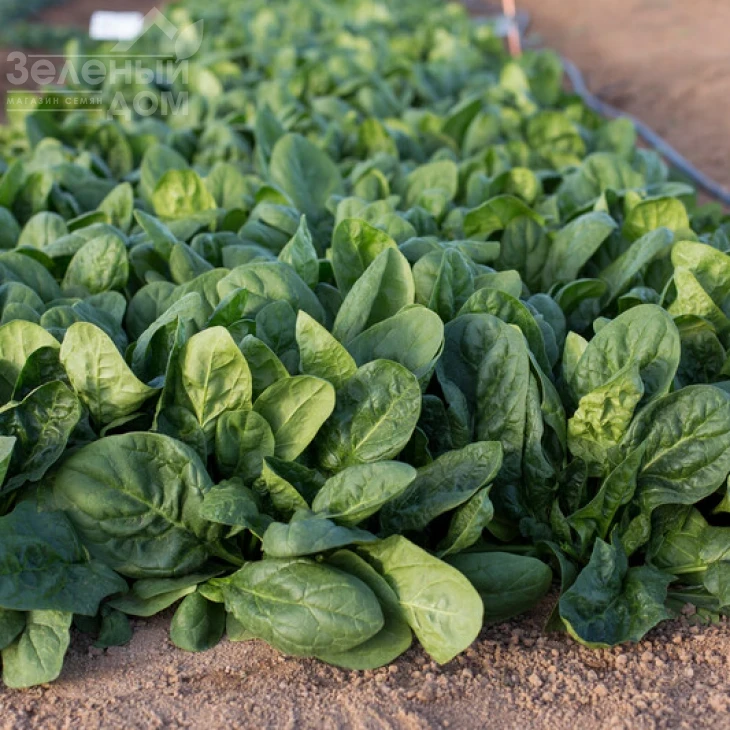 Блофбиш F1 / Blobfish F1 фото 2