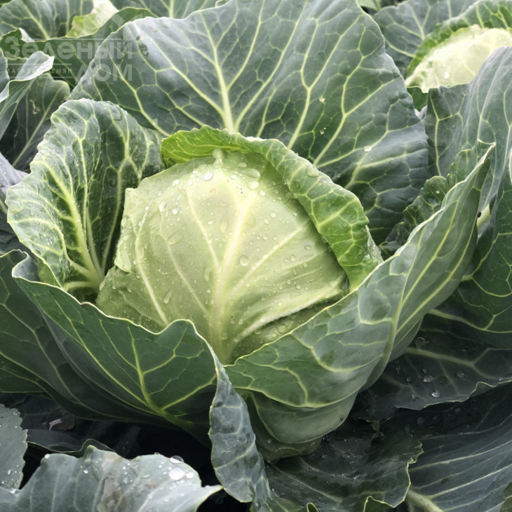 Сплеш бол F1 / Splesh bol F1,45-47 днів фото 2