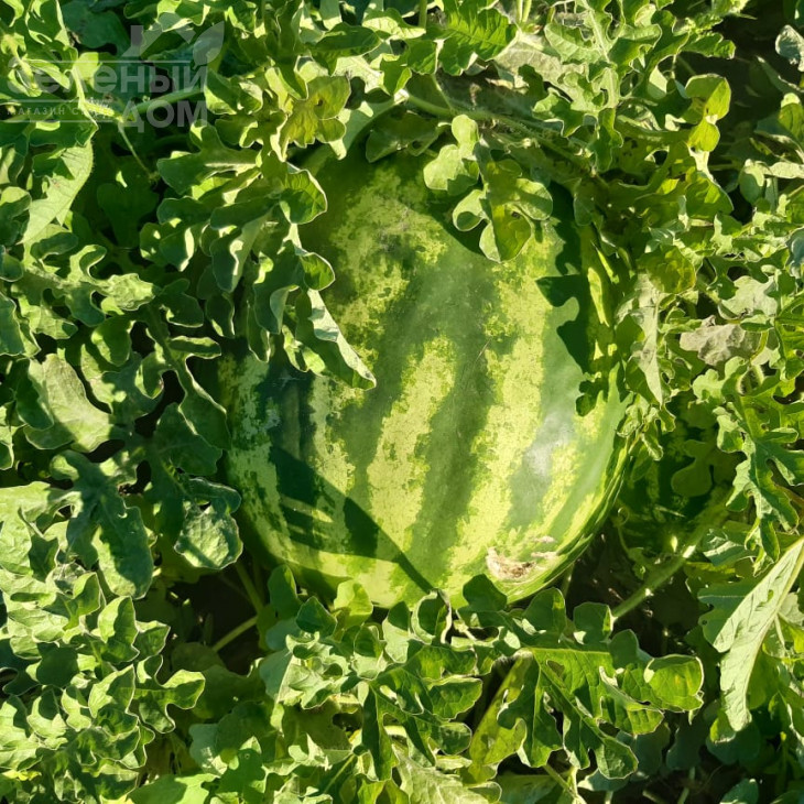 Ау Продюсер / AU Producer, 70-75 днів фото 3