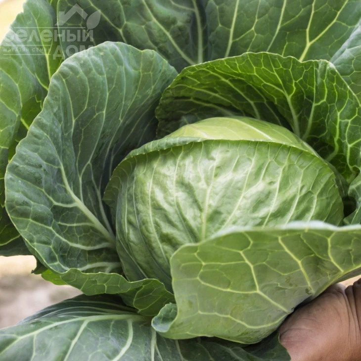 Элиза F1 / Eliza F1,43-48 дней фото 1