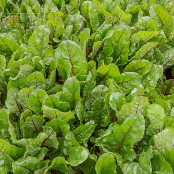 Чарли / Charlie,70 дней фото 1