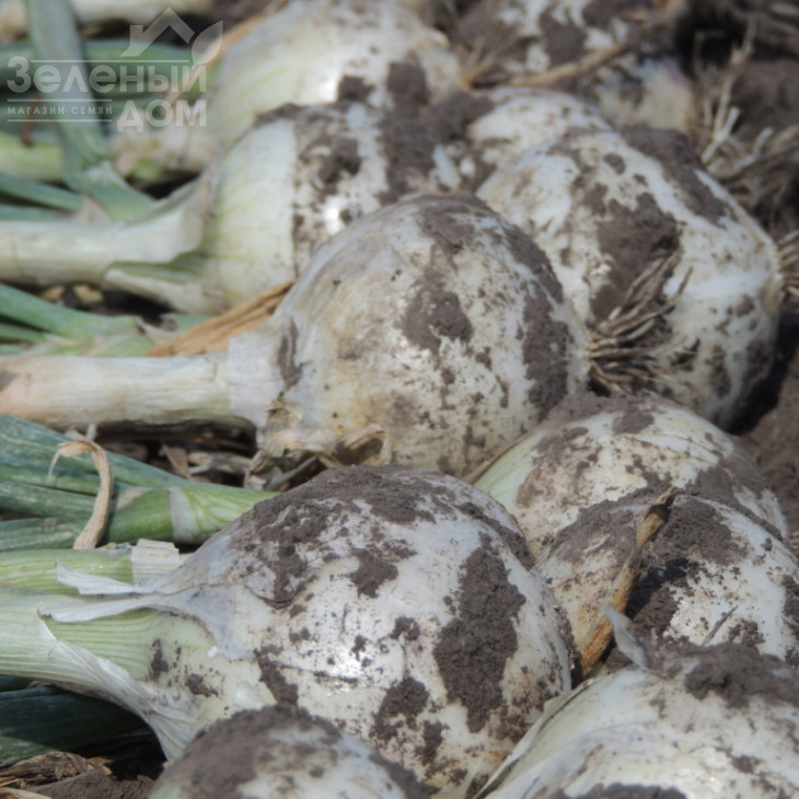 Прімо Бланко F1 / Primo Blanco F1, 110-115 днів фото 4