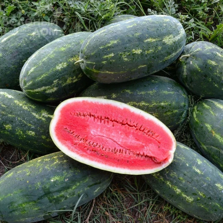 Юмми F1 / Yummi F1,68-70 дней фото 1