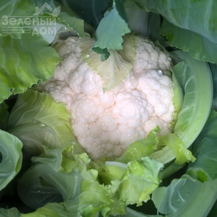 Новарія F1 / Novaria F1,75-80 днів фото 3