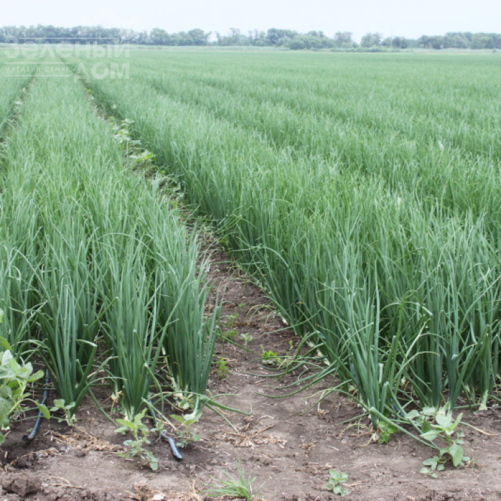 Тітан F1 / Titan F1, 130-135 днів фото 2