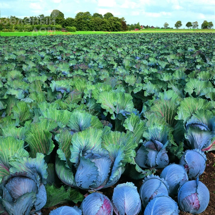 Рокси F1 / Roxy F1,125-135 дней фото 1