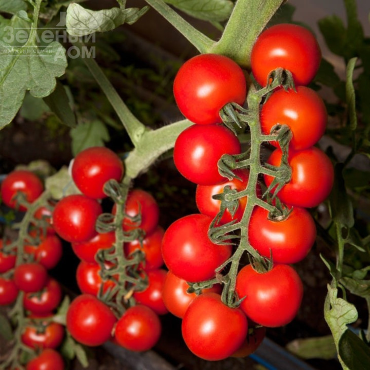 КС 959 F1 / KS 959 F1,105-115 днів фото 1