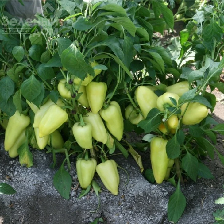 Лотта F1 / Lotta F1 фото 2