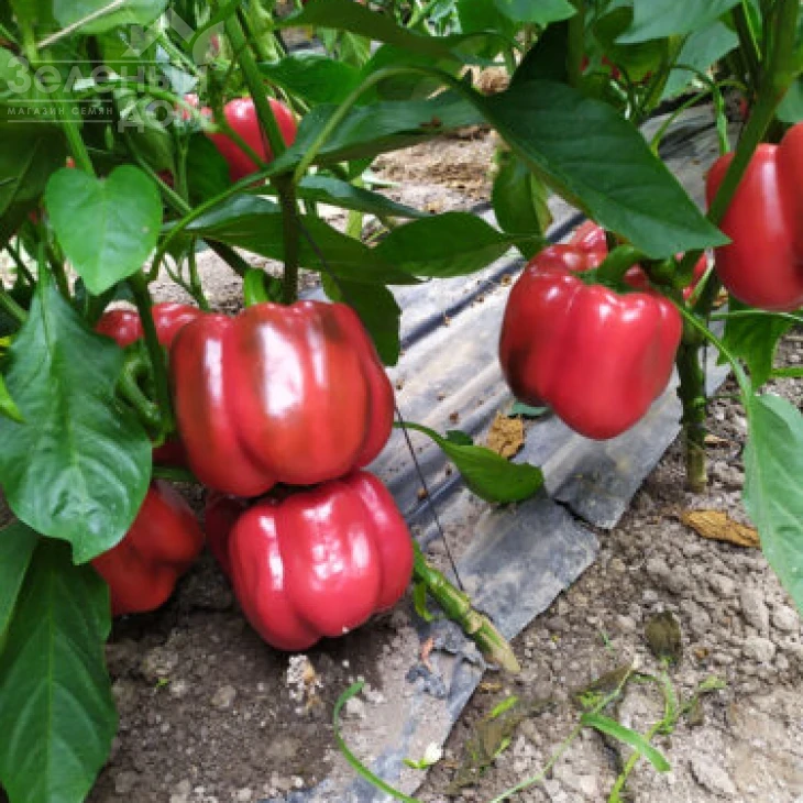 Аида F1 / Aida F1, 60 дней фото 4