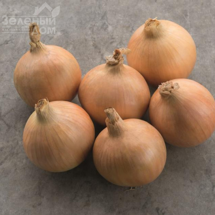 Хайтек F1 / Hytech F1,125 днів фото 1