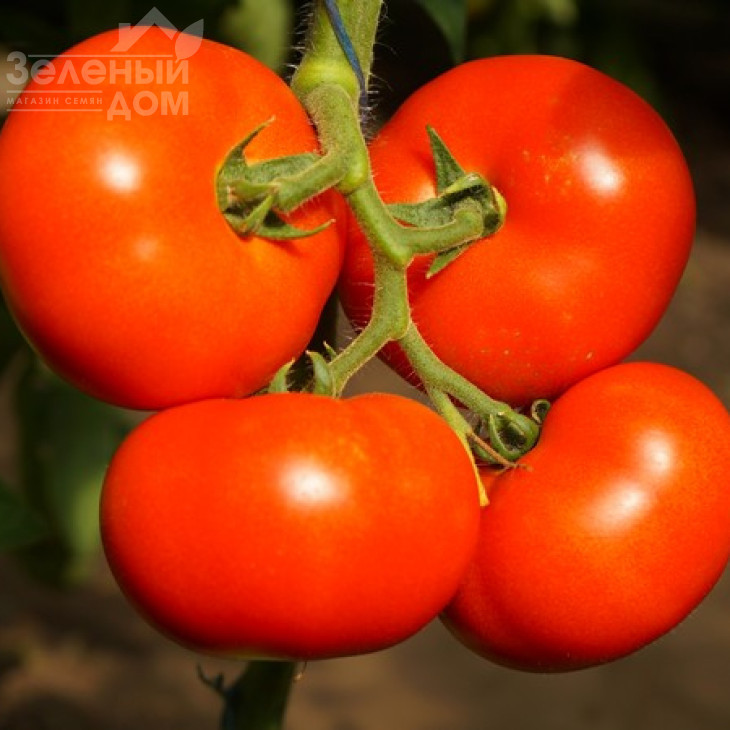 Оазіс F1 / Oazis F1,67-70 днів фото 1