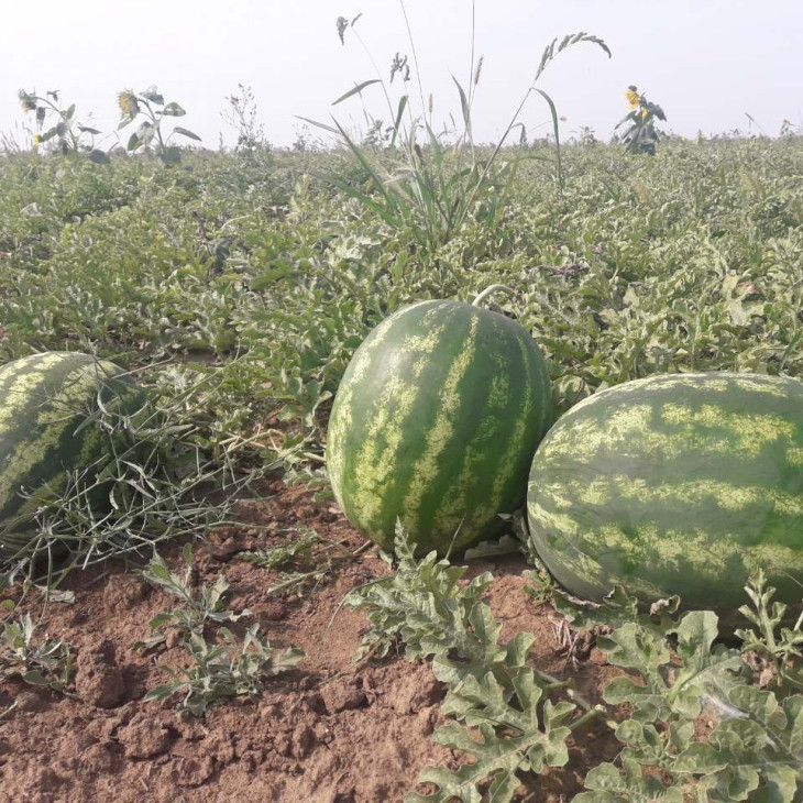 Міракл F1 / Miracle F1,58-60 днів фото 3