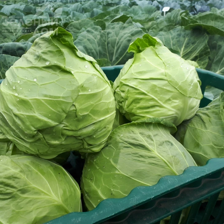 Пандион F1 / Pandion F1,48-53 дня фото 1