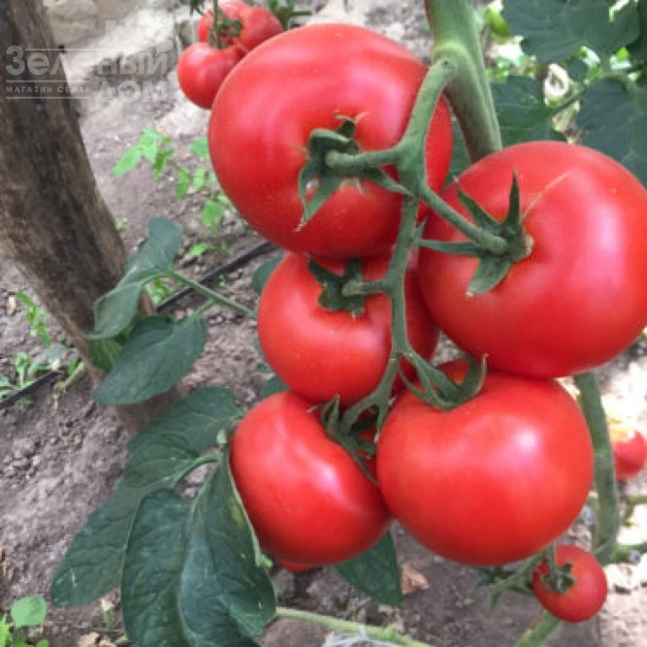 1606 F1 / 1606 F1,95 дней фото 1