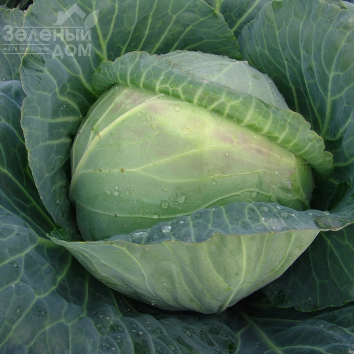 Мидор F1 / Midor F1,90-105 дней фото 1