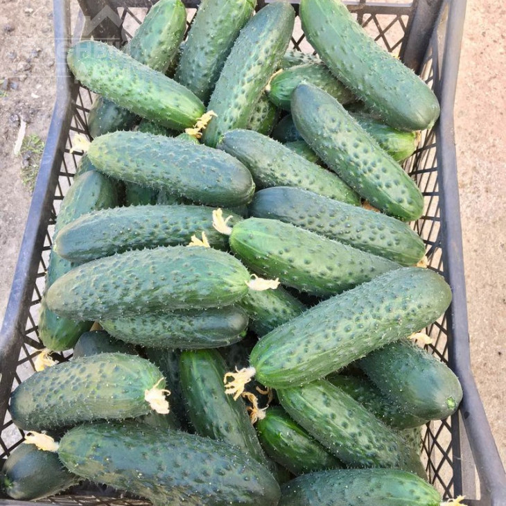 Северін F1 / Sewerin F1,32-35 днів фото 2