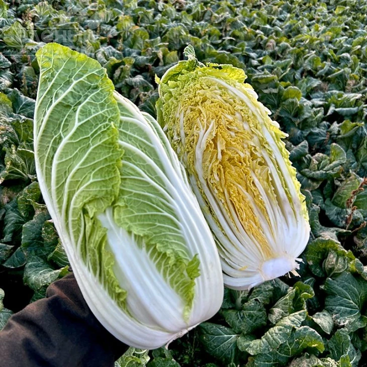 Генки F1 / Genki F1, 50-60 дней фото 1