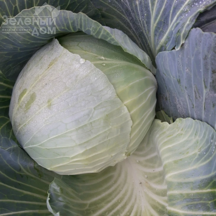 Ритейл F1 / Retail F1, 120-130 дней фото 4