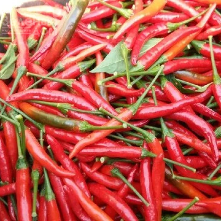 Дамиан / Damian,70-80 дней фото 1