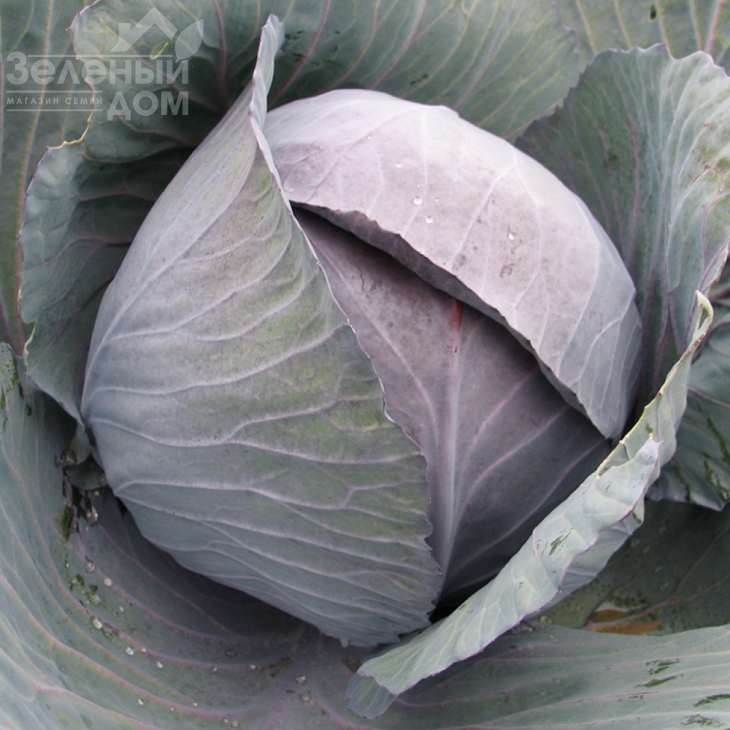 Романов F1 / Romanov F1,90 днів фото 1