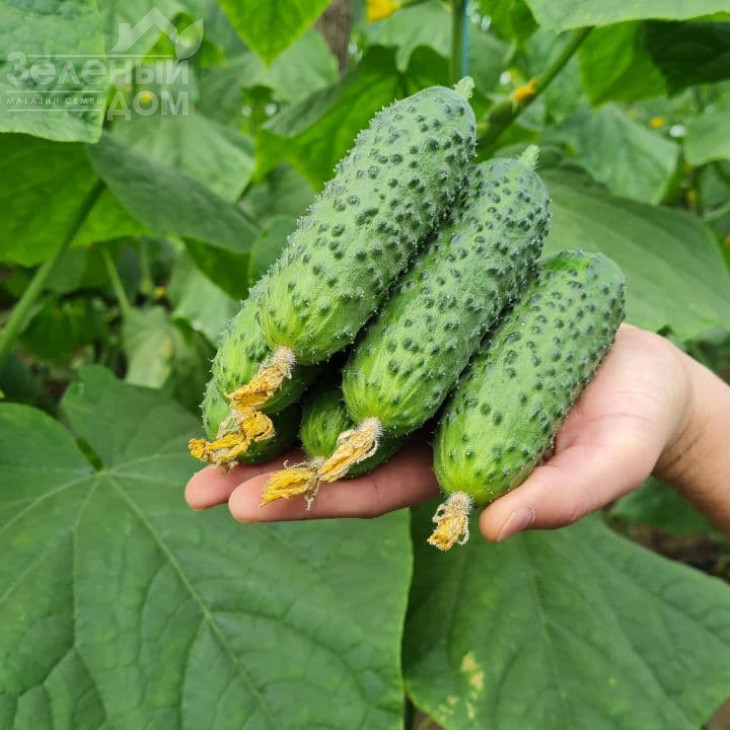 ТС 17-5151 F1 / TS 17-5151 F1 фото 1