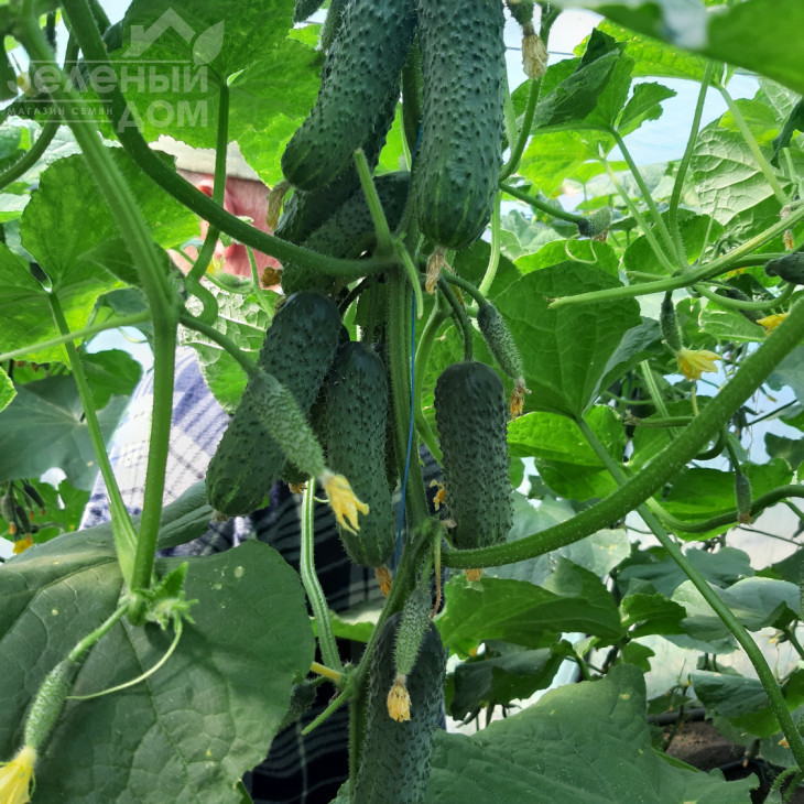 Коломбо F1 (ГБ 08) / Colombo F1 (GВ 08), 35-45 днів фото 4