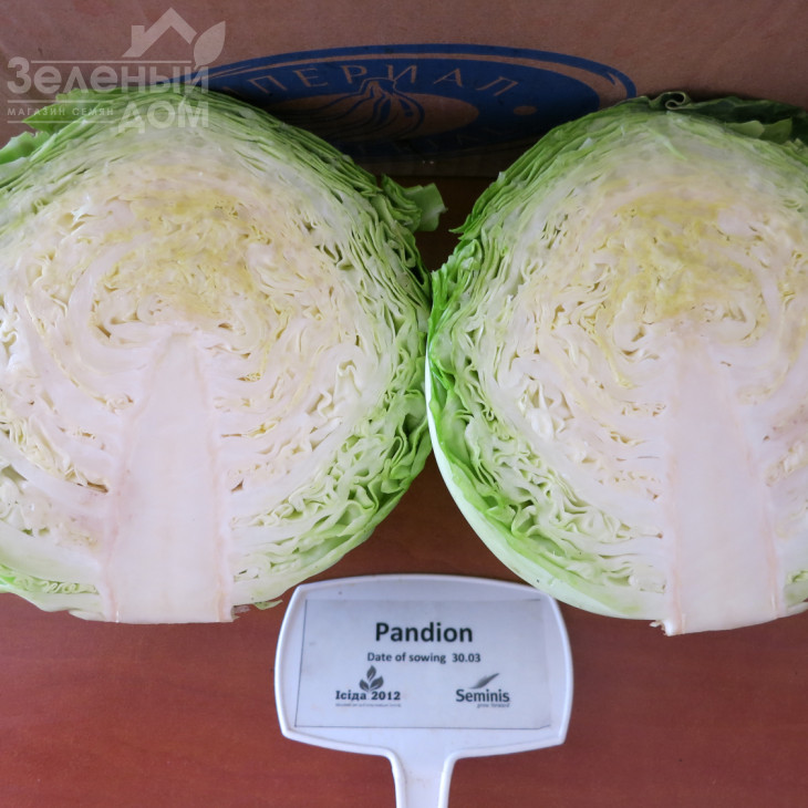 Пандіон F1 / Pandion F1,48-53 дні фото 7