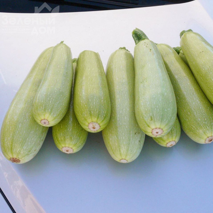 Муфаса F1 / Mufasa F1,45-48 днів фото 3