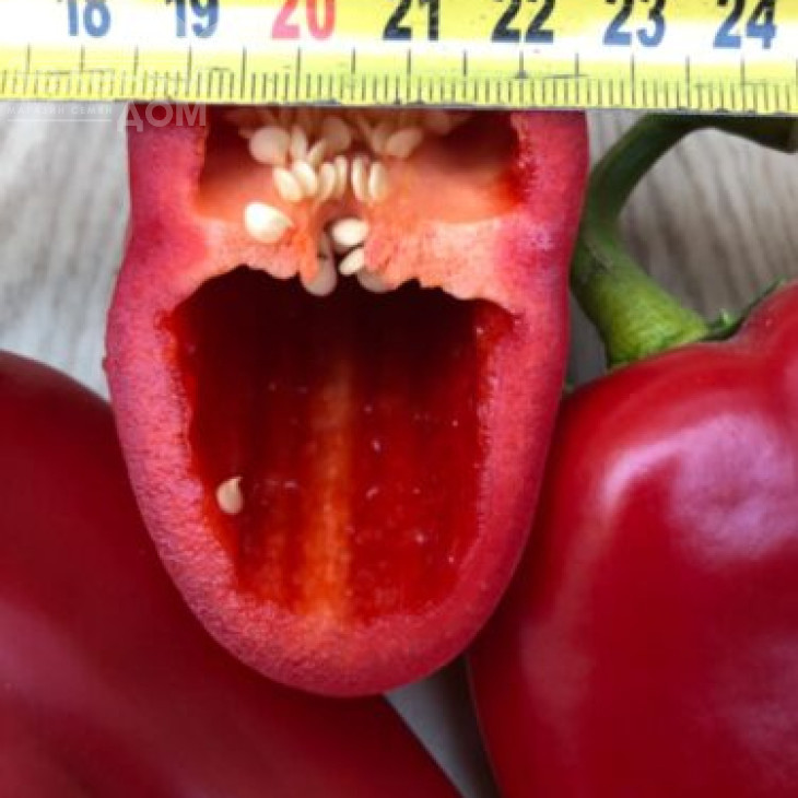 Фанат F1 / Fanat F1, 55 днів фото 2